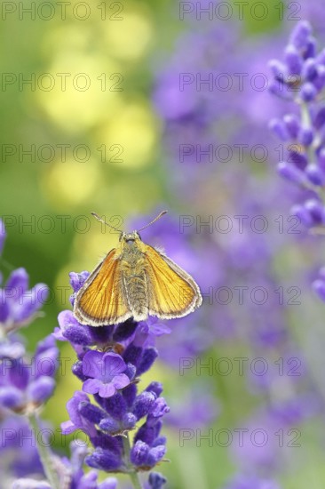 Large skipper (Ochlodes venatus), collecting nectar from a flower of Common lavender (Lavandula angustifolia), close-up, macro photograph, Wilnsdorf, North Rhine-Westphalia, Germany