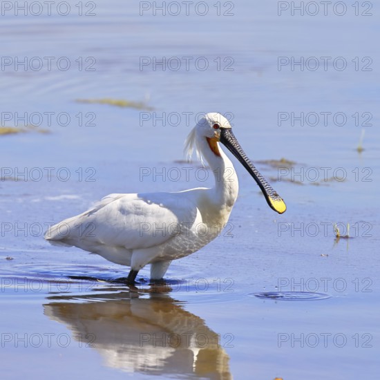 Spoonbill (Platalea leucorodia), adult bird striding through shallow water, adult bird in splendour, wildlife, Ziggsee, Burgenland, Austria
