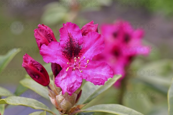 Rhododendron flowers (Rhododendron Homer), red flowers, in a garden, Wilnsdorf, North Rhine-Westphalia, Germany