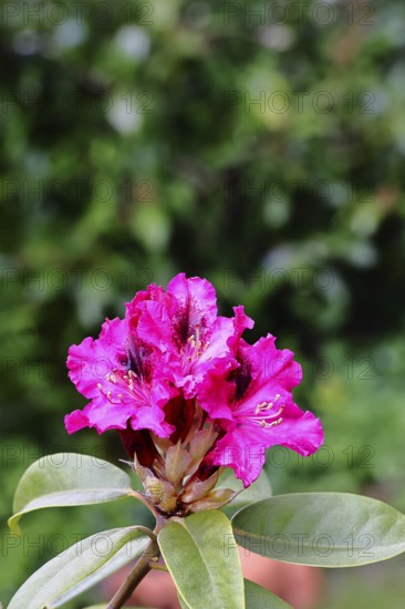 Rhododendron flowers (Rhododendron Homer), red flowers, in a garden, Wilnsdorf, North Rhine-Westphalia, Germany