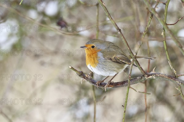 Robin (Erithacus rubecula), on a twig in the branches of a dog rose (Rosa canina), Wilnsdorf, North Rhine-Westphalia, Germany