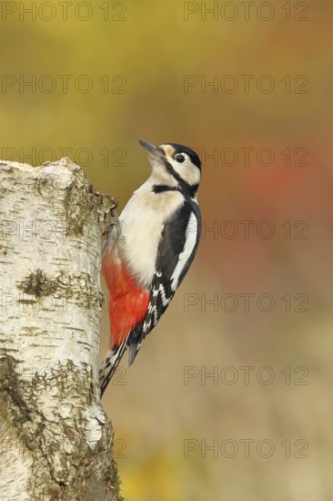 Great spotted woodpecker (Dendrocopos major), male, sitting on a tree stump at the edge of the forest, Hebstwald, wildlife, woodpeckers, birds, nature photography, Wilnsdorf, North Rhine-Westphalia, Germany