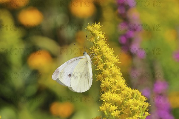 A Cabbage butterfly (Pieris brassicae) sucking nectar on the flower of a Solidago canadensis (Solidago canadensis), in a natural environment in the wild, nice bokeh in the background, wildlife, insects, butterflies, butterflies, Wilnsdorf, North Rhine-Westphalia, Germany