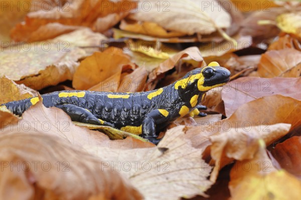 Fire salamander (Salamandra salamandra), in a beech forest on autumn leaves, autumn, Wilnsdorf, North Rhine-Westphalia, Germany