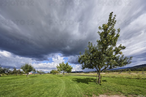 Cultivated apple (Malus domestica), Kohlenbacher apple, fruit, fruit tree, newly planted meadow orchard, meadow, track bed, tracks, blue sky, cumulus clouds, cumulonimbus clouds, white and dark clouds, country road L125, Krozinger Straße, Staufen im Breisgau, Black Forest, district Breisgau-Hochschwarzwald, Baden-Württemberg, Germany