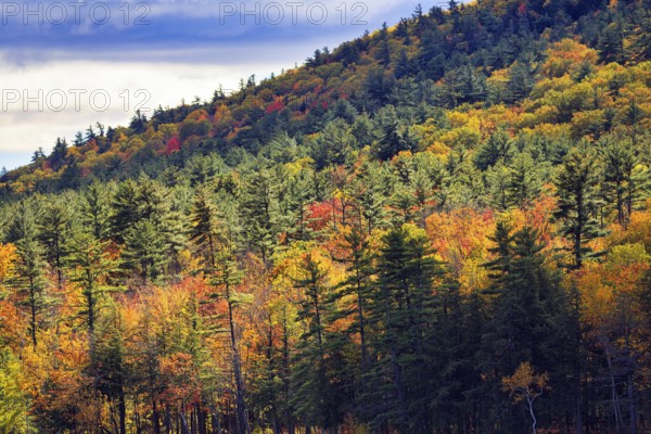 Autumn leaves, Indian summer, forest, Maine, New England, USA