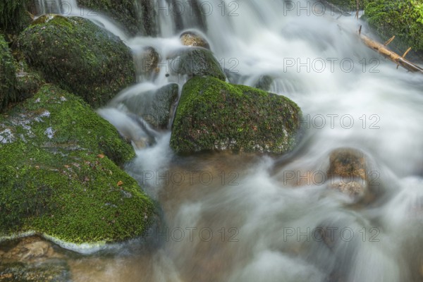 Water in a stream flows across moss-covered rocks. The scene is set in the forest in spring, with soft light streaming through the trees. Vosges, France