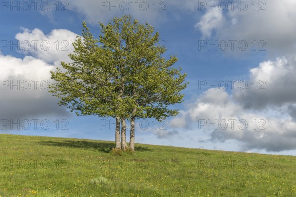 Isolated trees on the top of the Vosges mountains. france