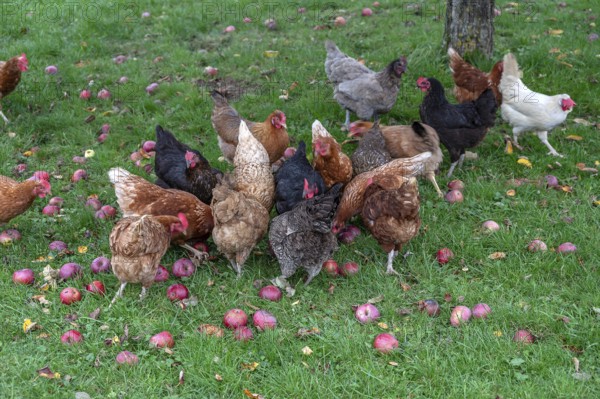 Chickens (Gallus gallus domesticus) in a meadow with fallen apples (Malus), Morschreuth, Upper Franconia, Bavaria, Germany