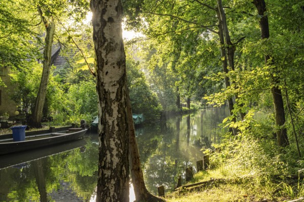 Canal or Spreewaldfließ in the Spreewald near Spreewalddorf Lehde, Lübbenau/Spreewald, Brandenburg, Germany