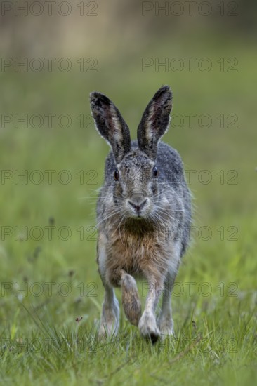 In the evening, the brown hare (Lepus europaeus) leaves its nest in the forest and hops to the nearby meadow, frontal view, Denmark