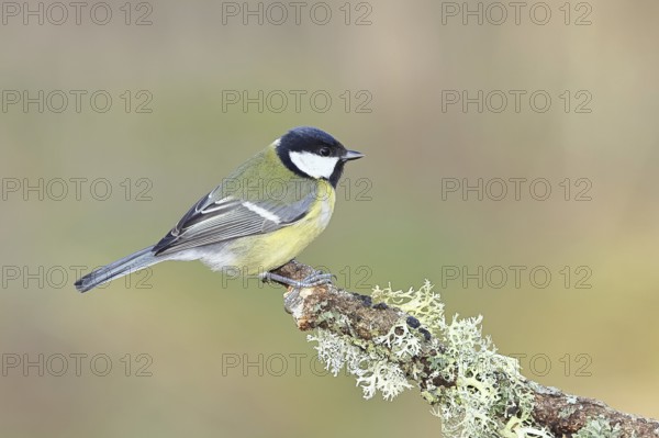 Great Tit (Parus major), sitting on a branch overgrown with moss and lichen, Wildlife, Animals, Birds, Tits, Wilnsdorf, North Rhine-Westphalia, Germany