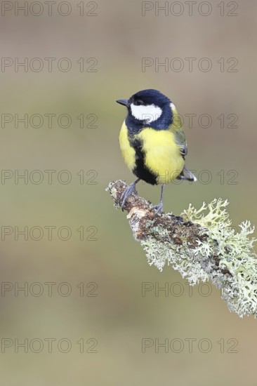 Great Tit (Parus major), sitting on a branch overgrown with moss and lichen, Wildlife, Animals, Birds, Tits, Wilnsdorf, North Rhine-Westphalia, Germany