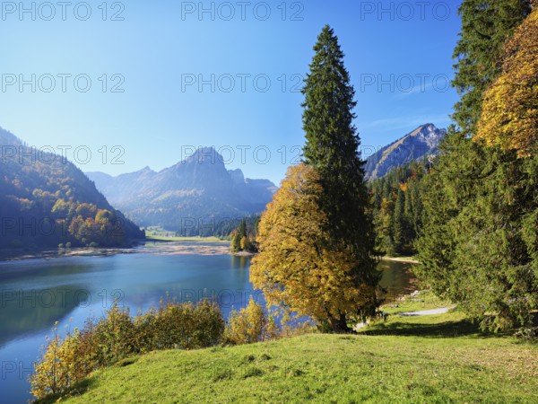 Autumn-coloured sycamore maple (Acer pseudo plantanus), at Obersee, Näfels, Canton Glarus, Switzerland