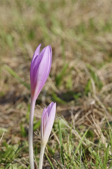Autumn crocus (Colchicum autumnale), half-opened flowers in a meadow, endangered, protected poisonous plant species, native nature, wet meadow, autumn messenger, season, autumn, bulbous plant, poisonous plant, Wilnsdorf, North Rhine-Westphalia, Germany