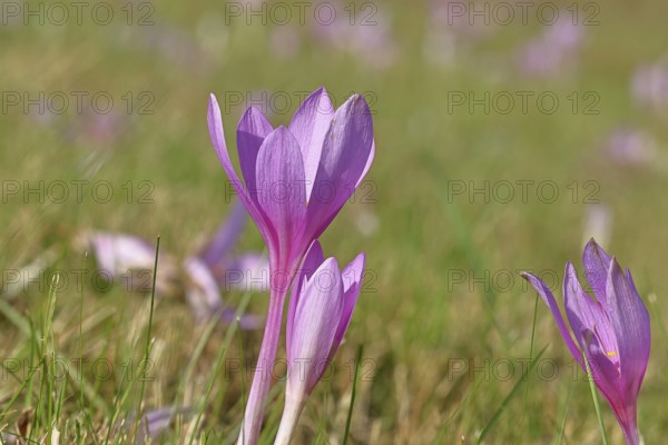 Autumn crocus (Colchicum autumnale), half-opened flowers in a meadow, endangered, protected poisonous plant species, native nature, wet meadow, autumn messenger, season, autumn, bulbous plant, poisonous plant, Wilnsdorf, North Rhine-Westphalia, Germany