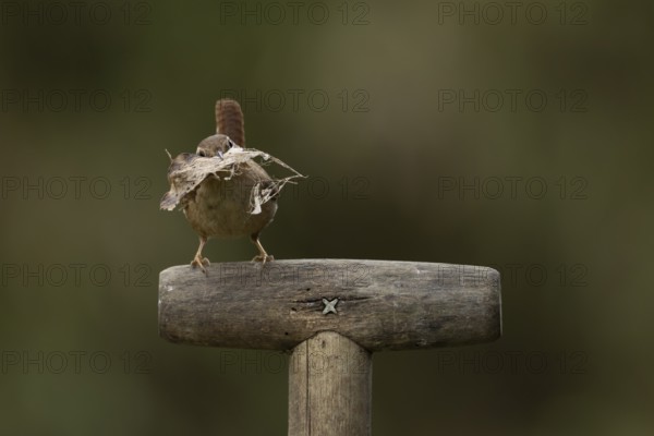 Eurasian wren (Troglodytes troglodytes) adult garden bird on a fork handle with nesting material in its beak in spring, England, United Kingdom