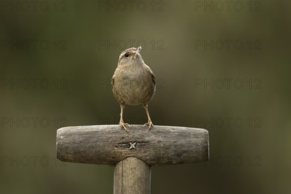 Eurasian wren (Troglodytes troglodytes) adult garden bird on a fork handle with nest material in its beak in spring, England, United Kingdom