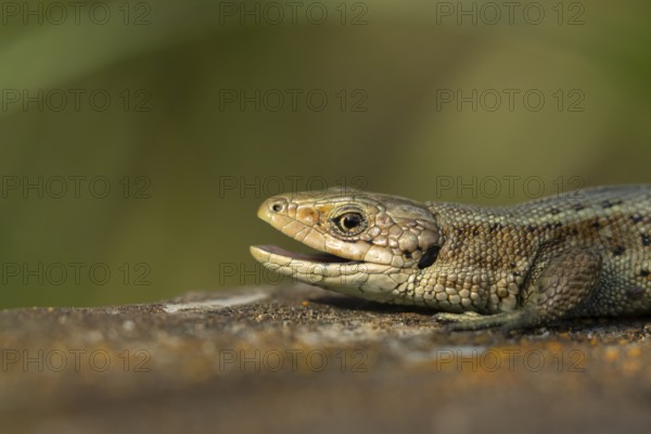 Common lizard (Zootoca vivipara) adult reptile yawning with its mouth open on a wooden sleeper in summer, England, United Kingdom