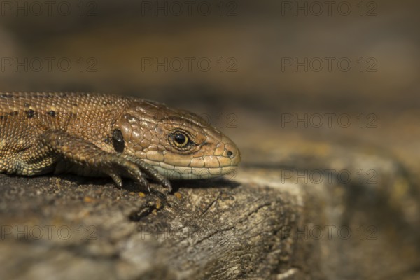 Common lizard (Zootoca vivipara) adult reptile basking on a wooden sleeper in summer, England, United Kingdom