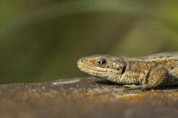Common lizard (Zootoca vivipara) adult reptile resting on a wooden sleeper in summer, England, United Kingdom