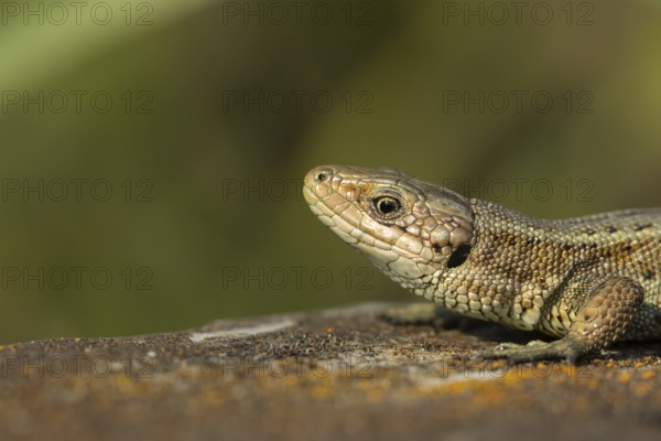 Common lizard (Zootoca vivipara) adult reptile on a wooden sleeper in summer, England, United Kingdom