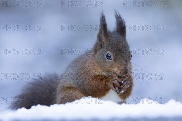 Red squirrel (Sciurus vulgaris) adult animal feeding on a hazel nut in snow in winter, England, United Kingdom