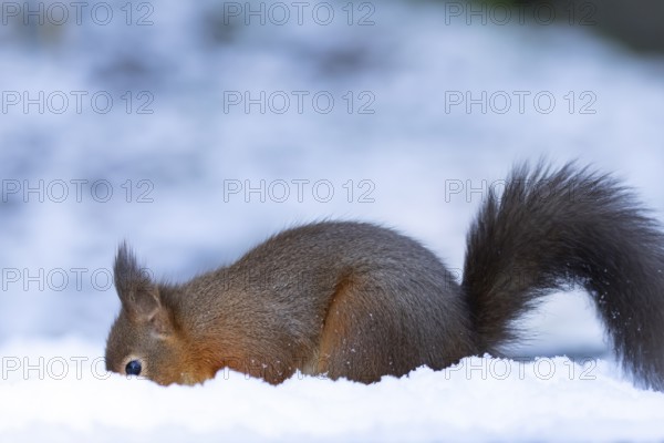Red squirrel (Sciurus vulgaris) adult animal searching for food in a snow covered woodland in winter, England, United Kingdom