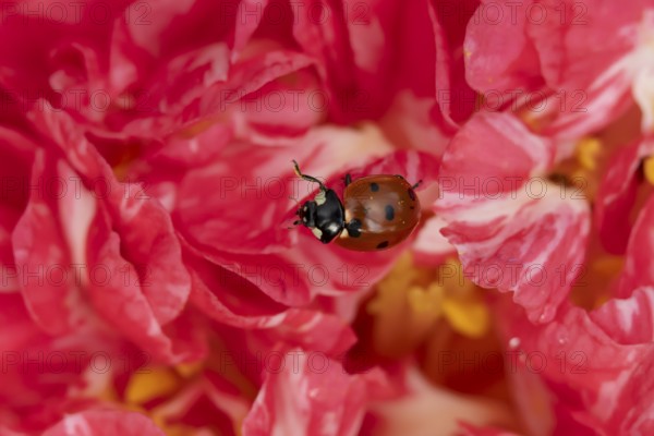 Seven-spot ladybird or ladybug (Coccinella septempunctata) adult beetle on a garden Camellia flower in spring, England, United Kingdom