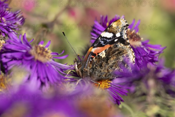 Red admiral butterfly (Vanessa atalanta) adult insect feeding on a garden purple Aster flower in summer, England, United Kingdom