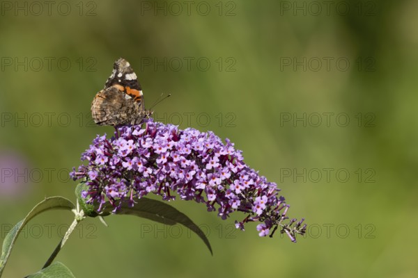 Red admiral butterfly (Vanessa atalanta) adult insect feeding on a garden purple Buddleja or Buddleia plant flowers in summer, England, United Kingdom