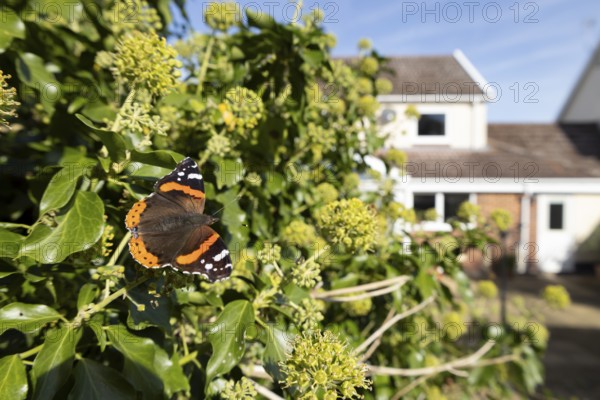 Red admiral butterfly (Vanessa atalanta) adult insect feeding on garden Ivy (Hedera helix) flowers with an urban house in the background in summer, England, United Kingdom