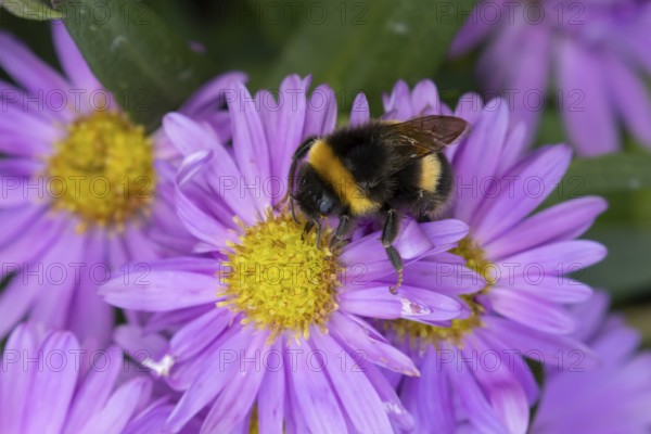Garden bumblebee (Bombus hortorum) adult bee insect feeding on purple garden Aster plant flowers in summer, England, United Kingdom