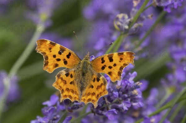 Comma butterfly (Polygonia c-album) adult insect feeding on garden blue Lavender plant flowers in summer, England, United Kingdom