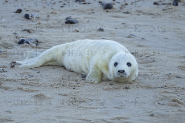 Atlantic grey seal (Halichoerus grypus) juvenile baby pup animal on a seaside beach in winter, England, United Kingdom