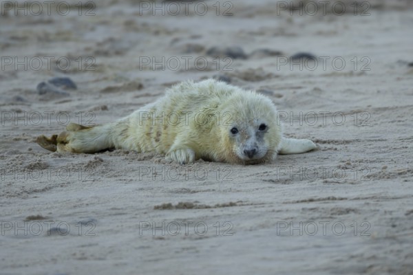 Atlantic grey seal (Halichoerus grypus) juvenile baby pup animal on a beach in winter, England, United Kingdom