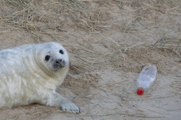 Atlantic grey seal (Halichoerus grypus) juvenile baby pup animal resting on a sand dune on a beach next to a disguarded litter of a plastic drinks bottle in winter, England, United Kingdom