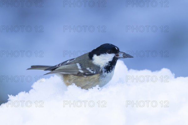 Coal tit (Periparus ater) adult bird in a snow covered garden in winter, England, United Kingdom
