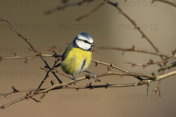 Blue tit (Cyanistes Caeruleus) adult bird on a tree branch in winter, England, United Kingdom