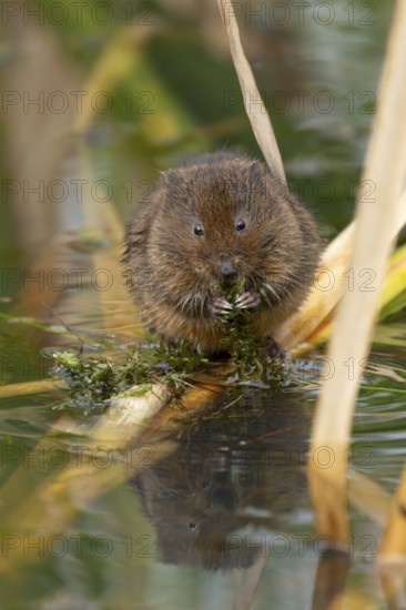 Water vole (Arvicola amphibius) adult animal feeding on pond weed in summer, England, United Kingdom