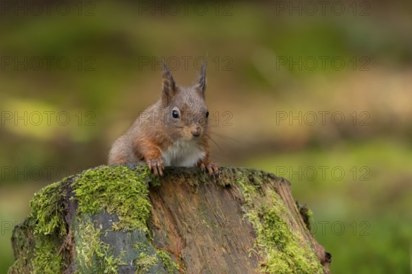 Red squirrel (Sciurus vulgaris) adult animal on moss covered tree stump in a woodland, England, United Kingdom