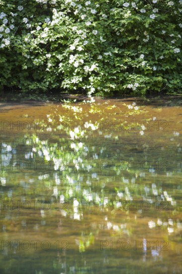 The Rhume Spring with blue-green colouration, source of River Rhume, large karst spring, Harz mountains region, Rotenberg ridge, near Rhumspringe, Germany