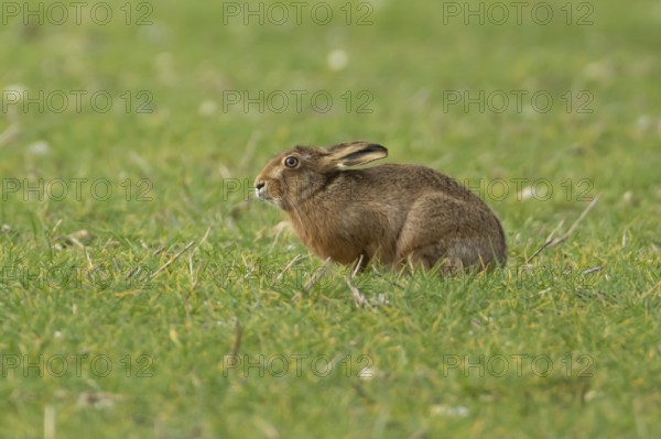 European brown hare (Lepus europaeus) adult animal in a farmland cereal field in springtime, England, United Kingdom