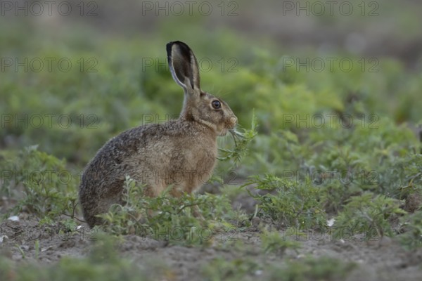 European brown hare (Lepus europaeus) adult animal eating a plant in a farmland field in summer, England, United Kingdom