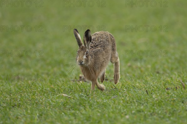 European brown hare (Lepus europaeus) adult animal running in a farmland cereal field in springtime, England, United Kingdom