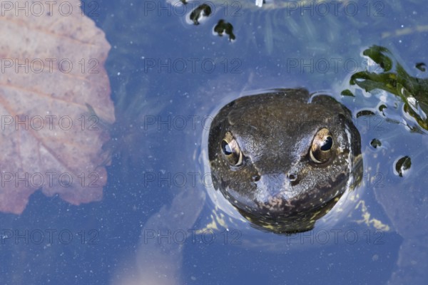 Common frog (Rana temporaria) adult amphibian on the water surface of a pond, England, United Kingdom