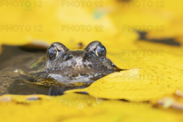 Common frog (Rana temporaria) adult amphibian on the water surface of a pond with fallen autumn leaves, England, United Kingdom