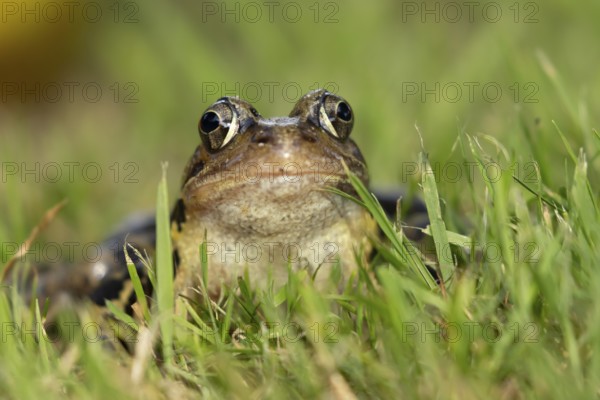 Common frog (Rana temporaria) adult amphibian on a garden grass lawn, England, United Kingdom