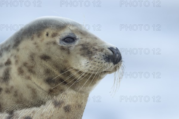 Atlantic grey seal (Halichoerus grypus) adult animal head portrait, England, United Kingdom