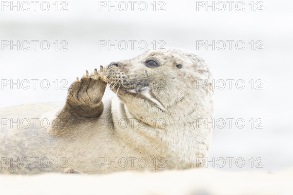 Common or Habor seal (Phoca vitulina) adult animal resting on the sand of a beach, England, United Kingdom